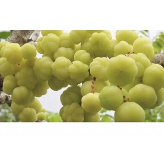 Cây chùm ruột giống (chua)
