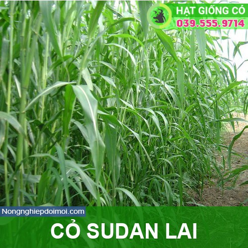 Hạt giống cỏ Sudan lai - Cỏ Cao Lương (gói 100g) - Hạt giống Cỏ Chăn Nuôi - Cỏ Họ Ngô