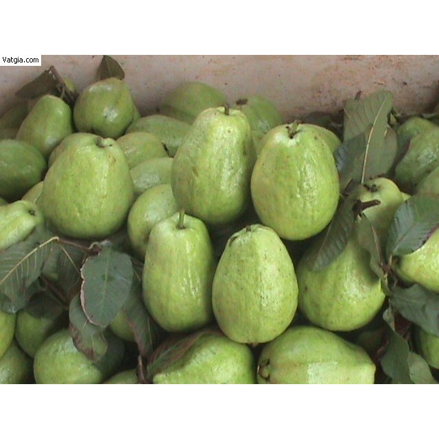 Ổi Thanh Hà Giòn, Ngọt giao siêu tốc Hà Nội