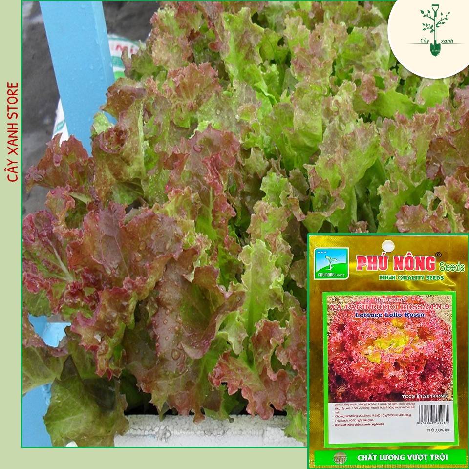 Hạt Giống Xà Lách Tím Xà Lách Lollo Rossa PN - 9 - Phú Nông Seeds - Key: Đất sạch, Phân Bón, Hữu Cơ, Xơ Dừa
