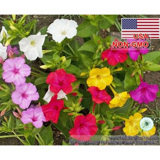 14GR 200.HẠT Hạt Giống Hoa Bông Phấn Bốn Giờ Mix Màu (| -KD: B5*V42)