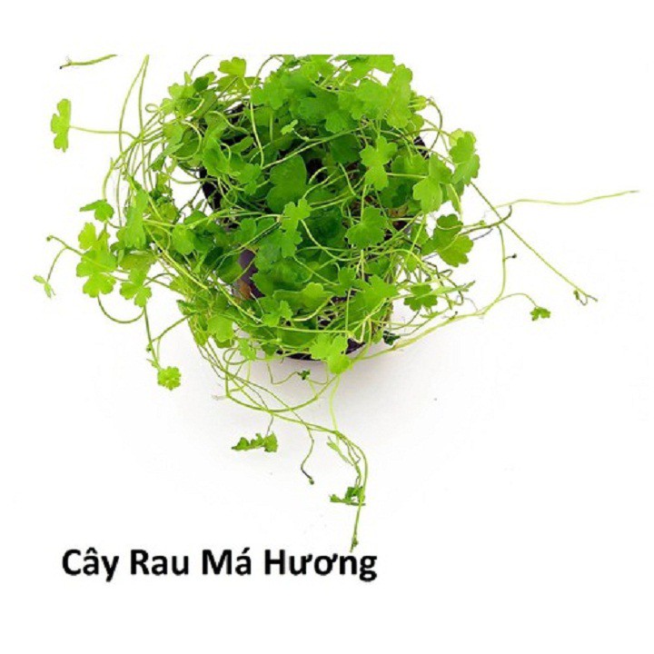 BẦU CÂY RAU MÁ ĐỦ LOẠI,BẦU CÂY RAU MÁ ĐỦ LOẠI: RAU MÁ LÁ NHỎ -MÁ MÈO, RAU MÁ LÁ SEN, RAU MÁ TA, RAU MÁ TÀu