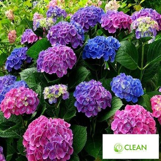 Hạt giống Cẩm tú cầu mix (10 hạt)