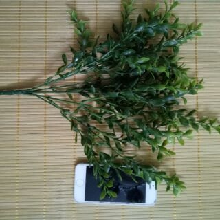 Lá ngâu nhựa