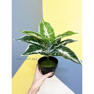 cây lá môn 30cm - cây giả