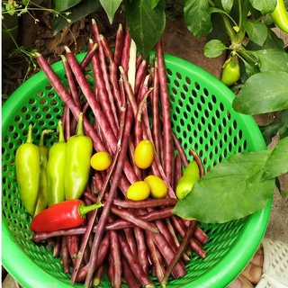 HẠT GIỐNG ĐẬU ĐŨA TÍM