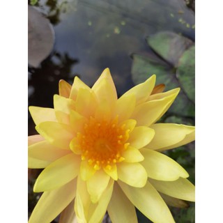 Hoa Súng Thái Lan Màu Vàng.