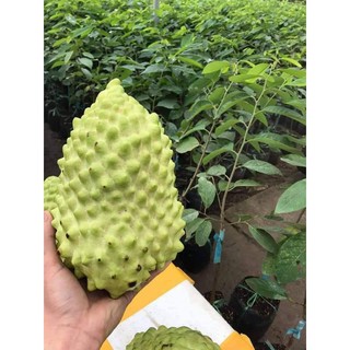 GIỐNG CÂY NA SẦU RIÊNG