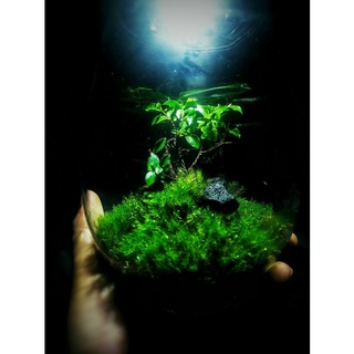 Bình mosslight terrarium size to 25x16cm