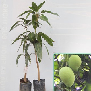 cây giống xoài tứ quý
