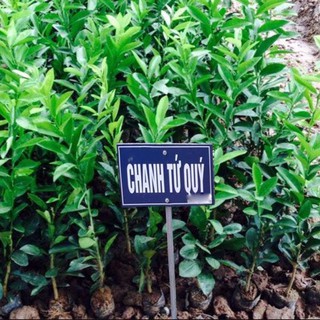 Cây giống chanh tứ quí