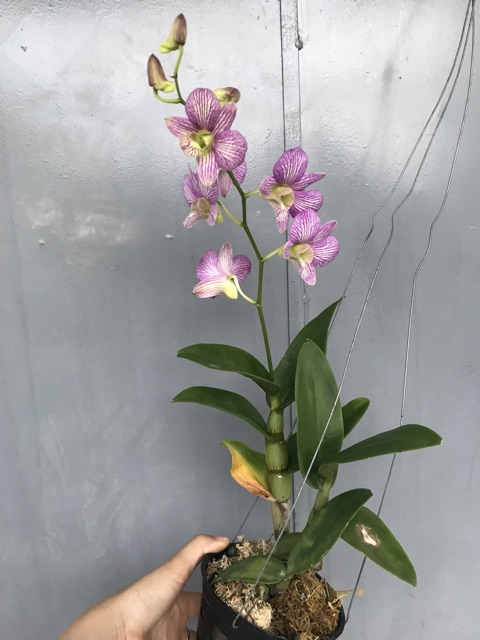 Lan Denro cây đag cho nụ, hoa