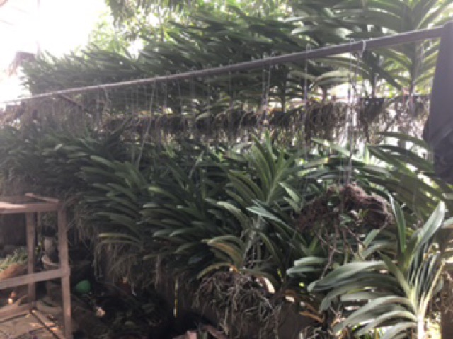 Phong lan vanda đủ màu