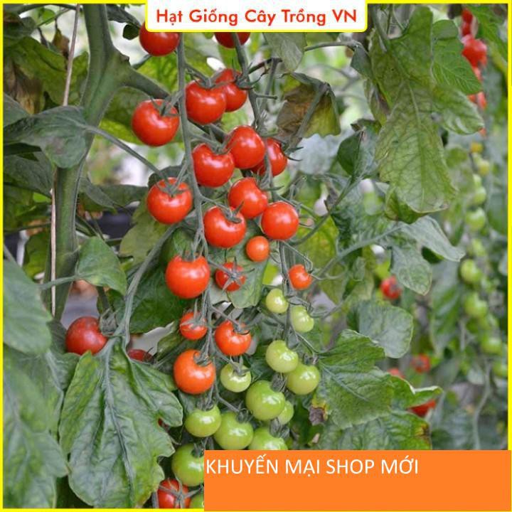 Hạt giống Cà Chua Cherry Đỏ - Gói 20 Hạt khuyến mại shop mới