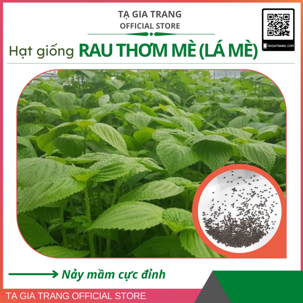 Hạt giống lá mè Hàn Quốc (rau thơm mè Sesame) - Gói 0.5gr