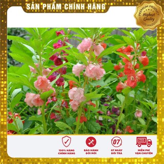 Hạt giống hoa Móng Tay kép