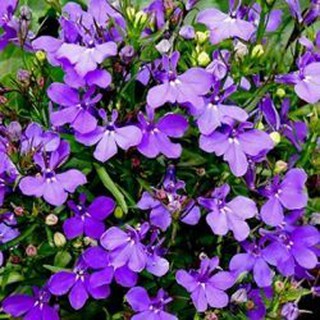 200H - HẠT GIỐNG HOA CÚC LOBELIA