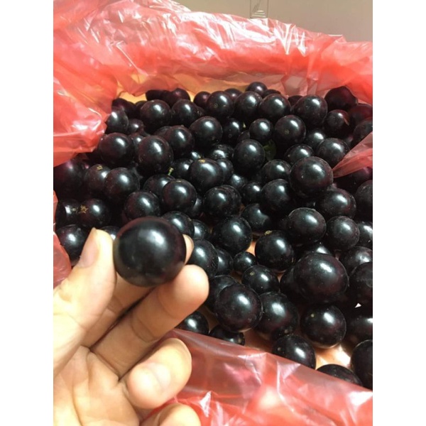 Nho thân gỗ  Nam Mỹ