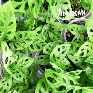 Cây trầu bà lỗ - vườn ươm thái ngân