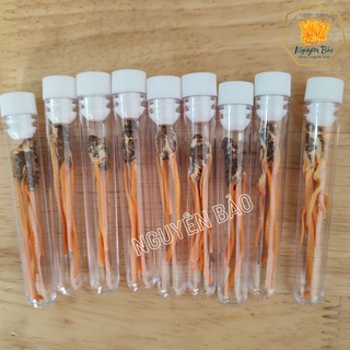 Đông trùng hạ thảo nguyên con sấy thăng hoa