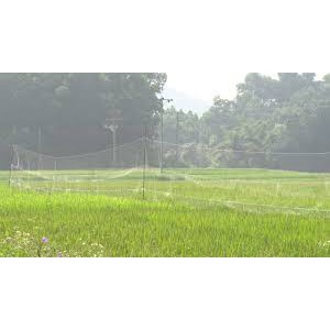 Lưới Bẫy Chim Tàng Hình 10- lưới bẫy chim sẻ siêu nhạy