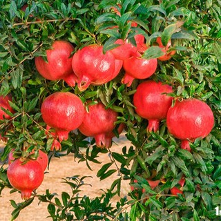 CÂY GIỐNG LỰU ĐỎ LÙN, CÂY GIỐNG LỰU AI CẬP - Red