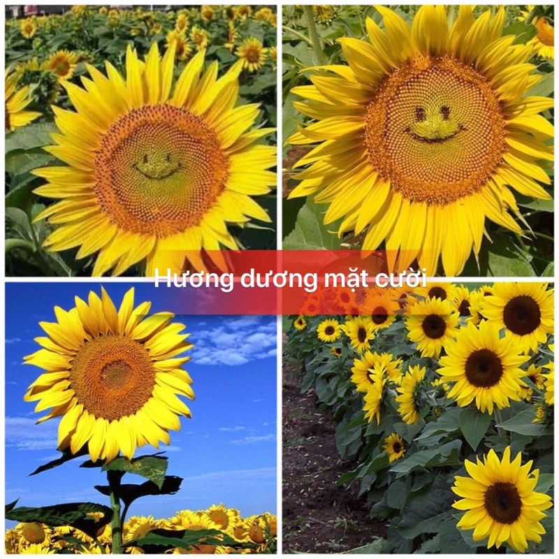 Hạt dương mặt cười siêu hoa F1