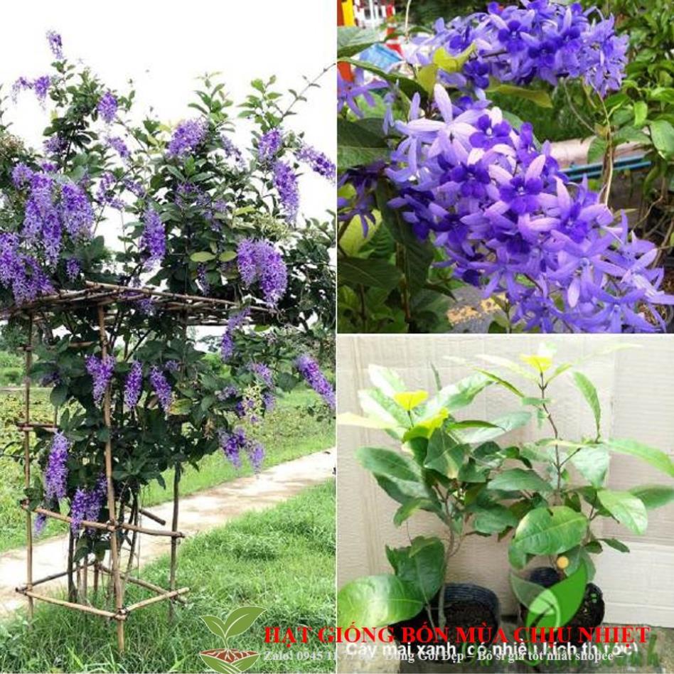 Hạt giống Hoa mai xanh – mai tím đặc sắc 10 hạt ĐẾN MÙA TRỒNG TẾT