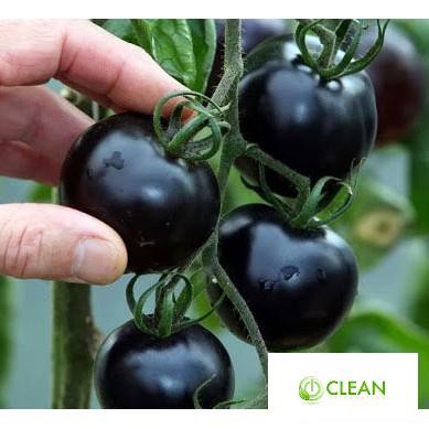 Hạt giống Cà chua đen F1