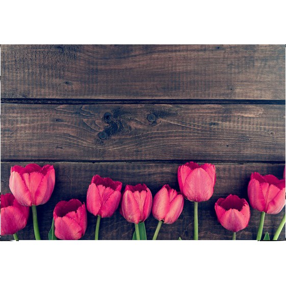 Phông vải, nền chụp ảnh hoa Tulip (Mẫu 9562)