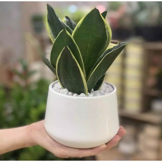 Cây lưỡi hổ thái mini