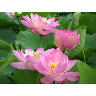 5 Hạt giống hoa Sen Ta(Hồ Tây)