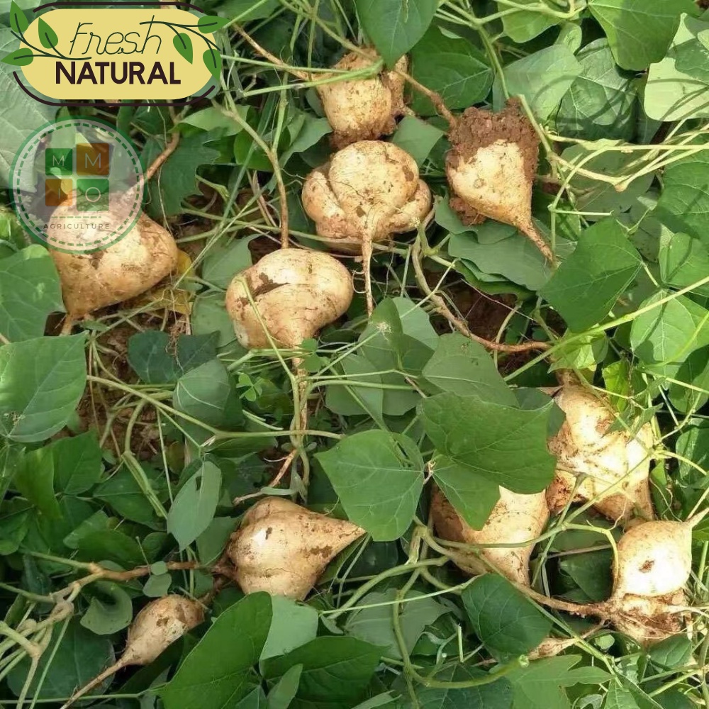 Hạt giống củ đậu Đài Loan, giòn ngọt năng suất cao