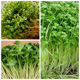 Hạt giống rau mầm cải xanh Đà Lạt gói 50 gram xuất xứ Việt Nam