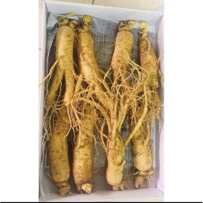 Nhân sâm tươi Hàn Quốc loại 8 củ 1 kg chuẩn Hàn