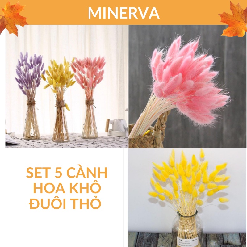 [TRANG TRÍ]  Cỏ đuôi thỏ - cỏ khô Bunny Tails decor, trang trí nhà cửa, phụ kiện chụp ảnh