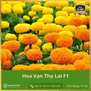 Hạt Giống Hoa Vạn Thọ Lai F1 15 Hạt/Gói - Dễ trồng, Bông To, Đẹp, Nhiều, Để Được Lâu