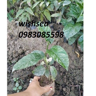 cây chanh leo (combo 2 cây)