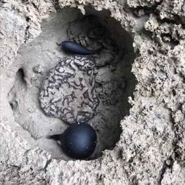 ☘️💥SÂM Ô LINH rừng 100gr 🌴🍀