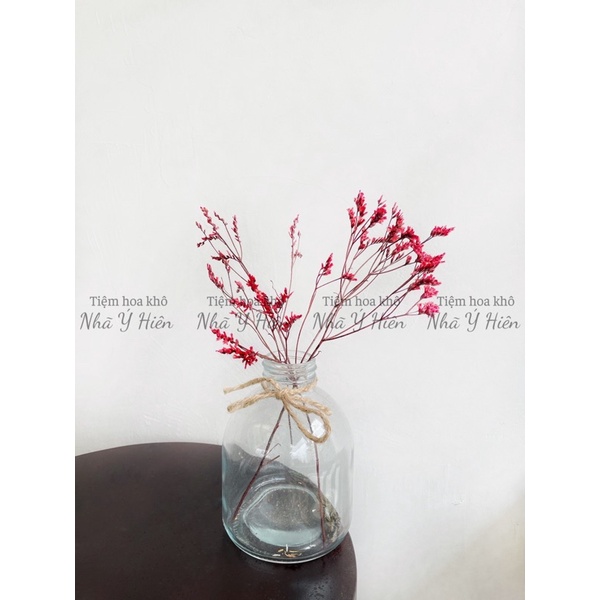 Hoa sao thủy tinh khô, Hoa khô trang trí nhà cửa, chụp ảnh, cắm lọ