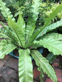 Cây ổ phụng