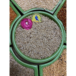 HẠT LÁNG DÀI cho hamster ăn dặm