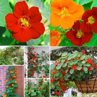 Hạt giống hoa sen cạn dây leo hay còn gọi sen trồng đất dây leo (có thể trồng treo, trồng leo cổng trang trí)