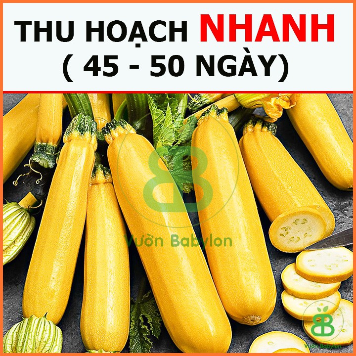 Hạt Giống Bí Ngòi Vàng (Bí Ngồi) F1 Dễ Trồng, Năng Suất Cao 1gr