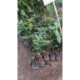 CÂY GIỐNG CÂY HẠT DẺ ĐEN TRÙNG KHÁNH
