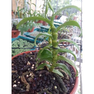 Kie Hoa phong lan phi điệp 5ct phú thọ