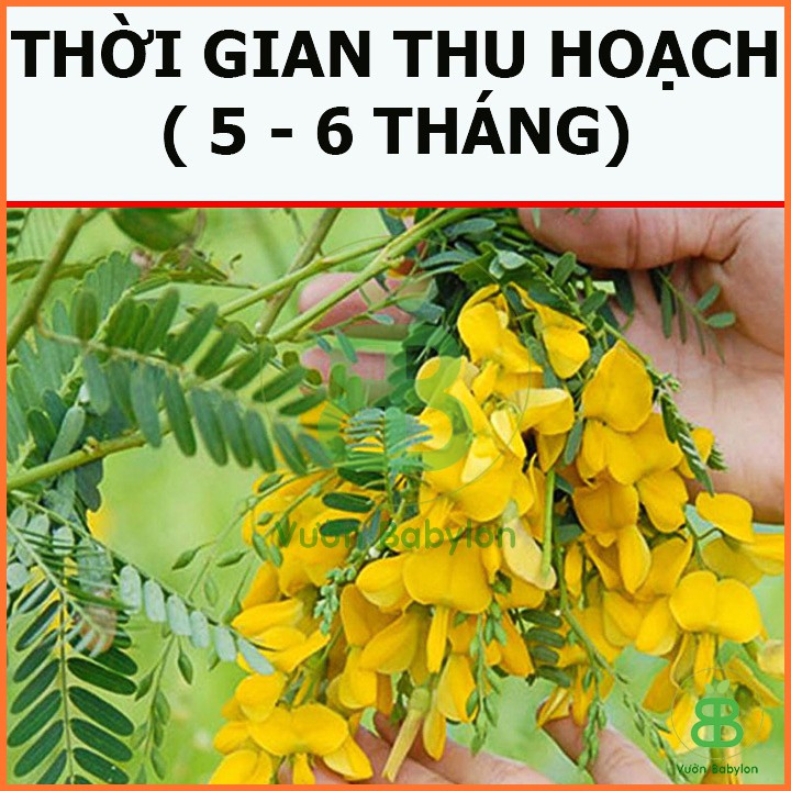 Hạt Giống Bông Điên Điển 1G Dễ Trồng, Nhiều Bông