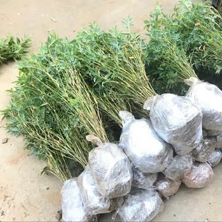 giống cây tre lay - đặc sản tây bắc