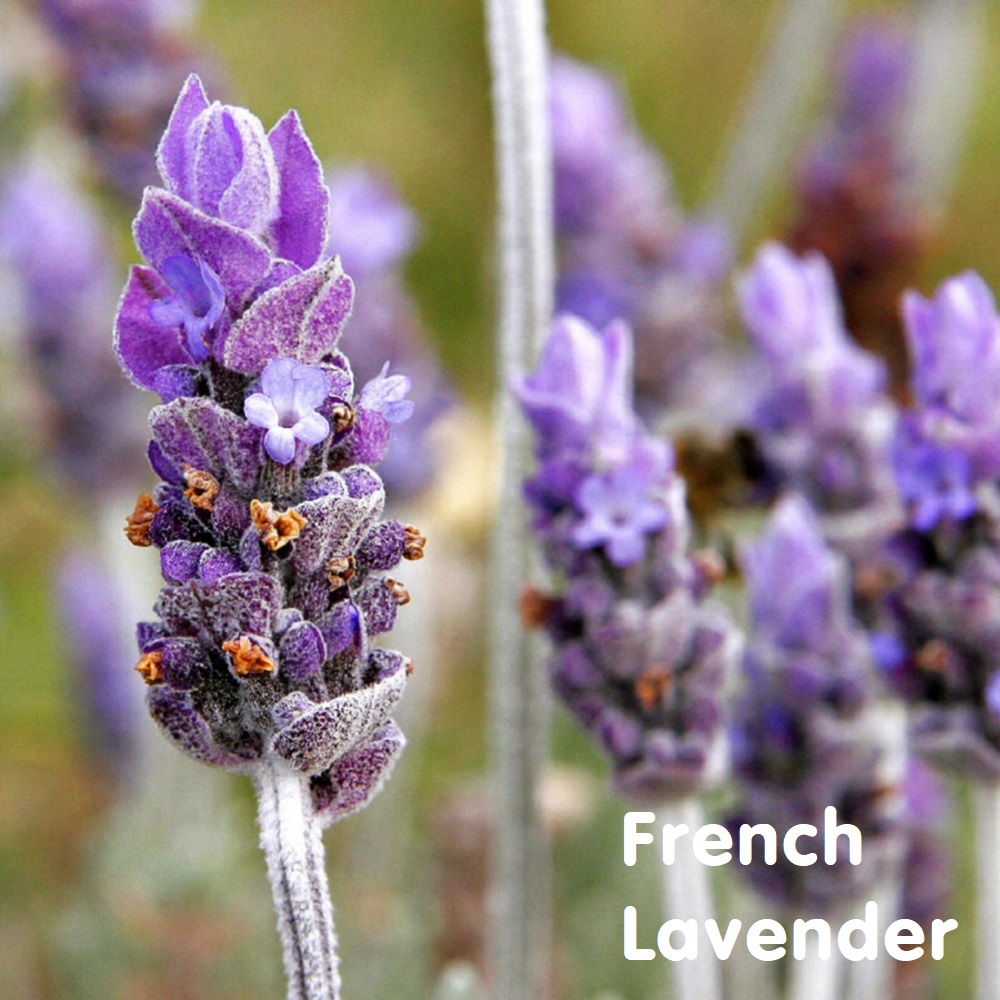 Tinh dầu oải hương Pháp French Lavender Essential Oil (Lavandula dentata)