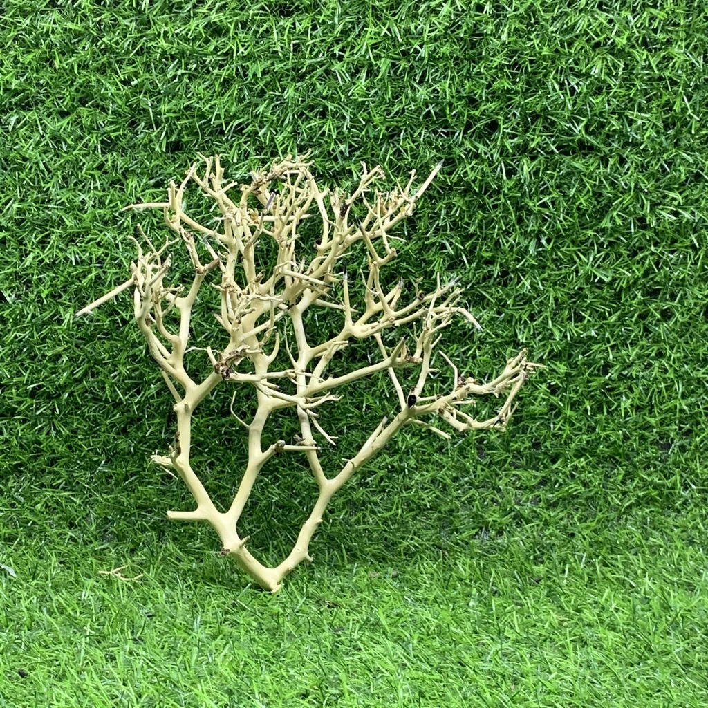 50Gr Lũa Xương Chùm Tán Quýt - Dùng Làm Tán Bonsai Trong Bể Thủy Sinh